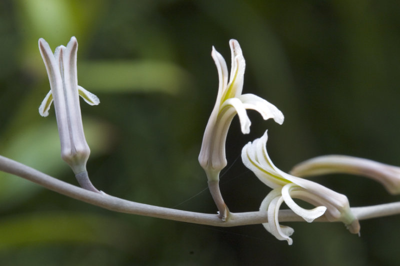 Haworthia Flowers