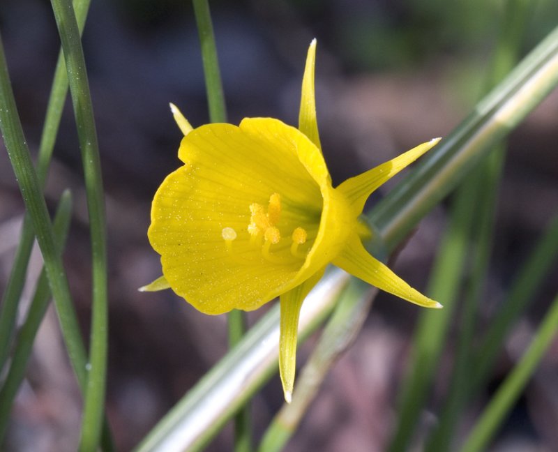 Daffodill
