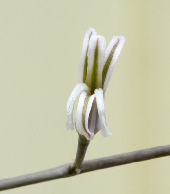Haworthia Flower, Opened
