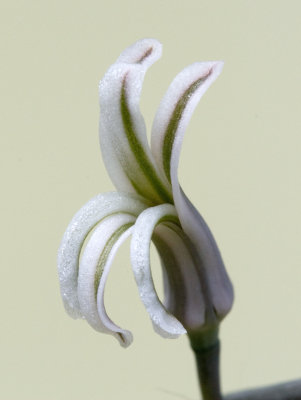 Haworthia Flower, Opened