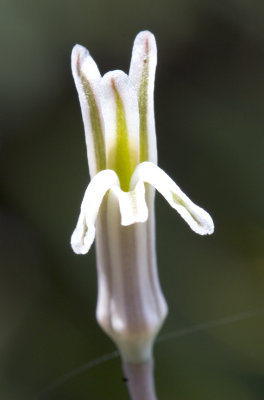 Haworthia Flower