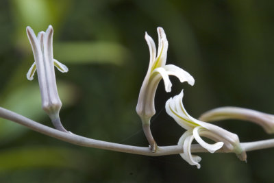 Haworthia Flowers