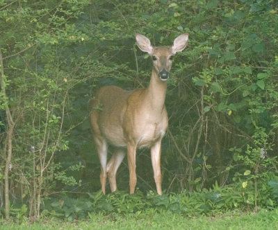 Deer In My Backyard