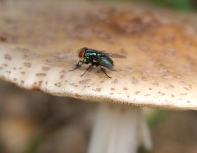 Fly 01