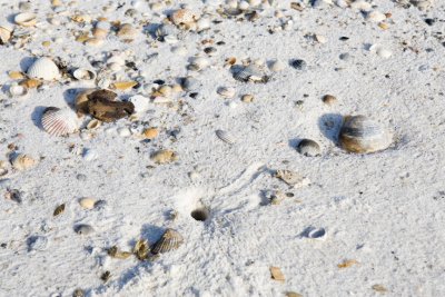 Shells on the Beach