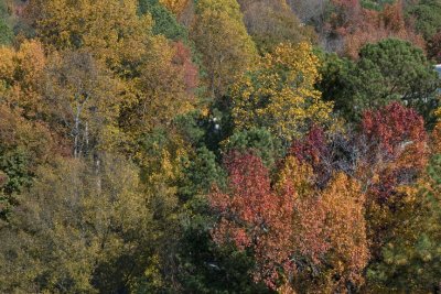 Fall Colors