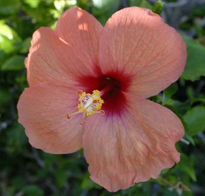 Hibiscus