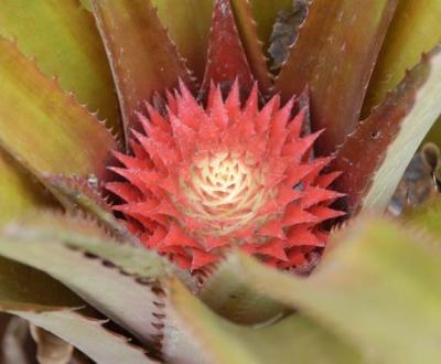 Another Flower