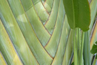 Palm Stocks
