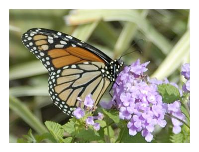 Kristis' Butterfly