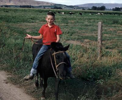 Giddy Up Horse