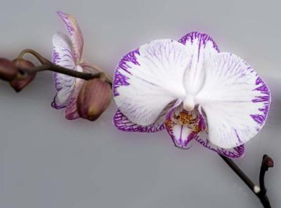 Yard Orchid