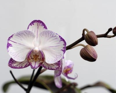 Brother's Orchid