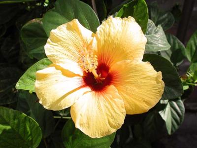 Hibiscus From Yard