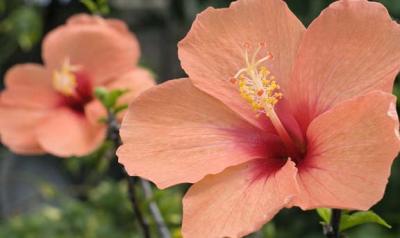 Orange Hibiscus