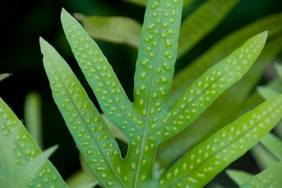 Fern