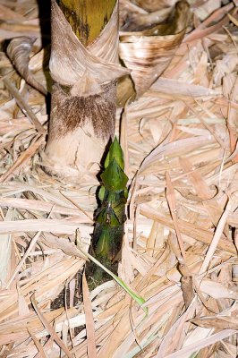 Bamboo Shoot