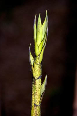 Bamboo Shoot
