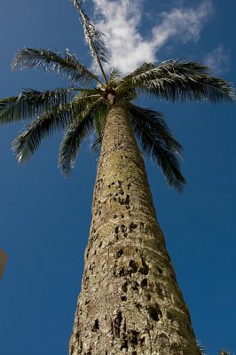 Up  Trunk