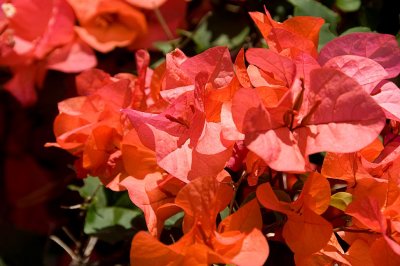 Bouganvilla