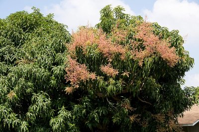 Mango Flowers