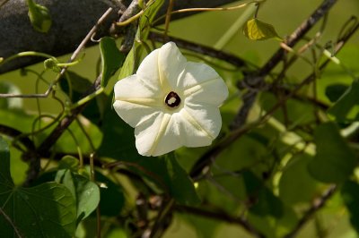 Weed Flower