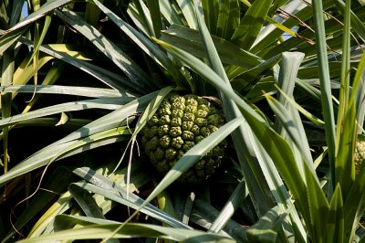 Pandanus