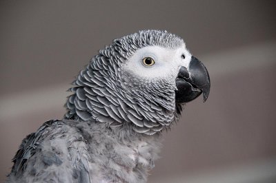 Piko