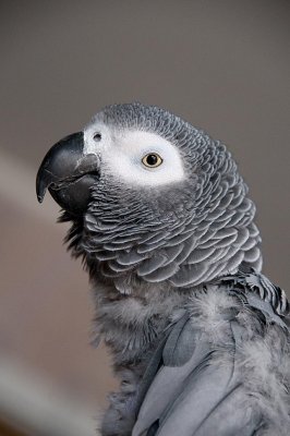 Mr. Piko