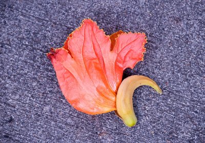Fallen Africa Tulip Flower