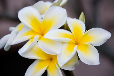 Plumaria