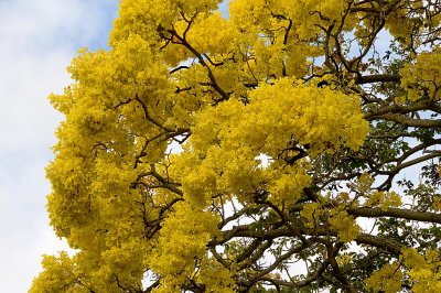 Golden Shower Tree