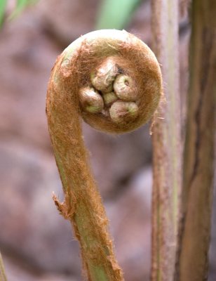 Fern Shoot.jpg