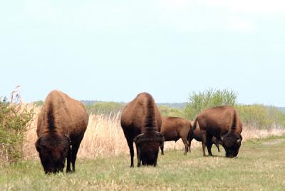 American Bison at Payne's Prairie
