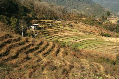 Punakha Paddy