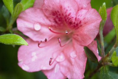 Azalea 3b