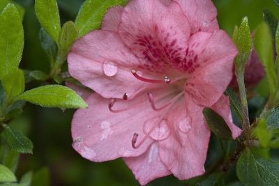 Azalea 4b