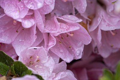 Azalea 6