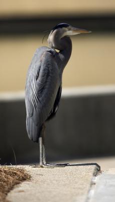 Heron 5