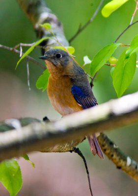 Eastern Bluebird