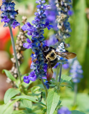 Bee5
