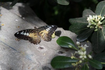 IMG_0915.JPG