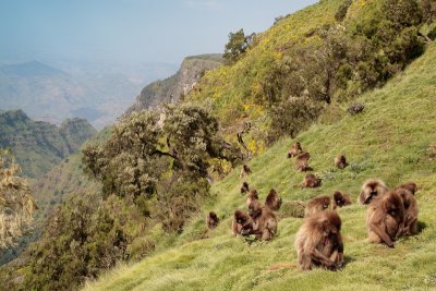 Gelada baboons in Ethiopia   **Full gallery here**