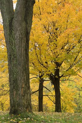 Sur le mont Royal - Montreal