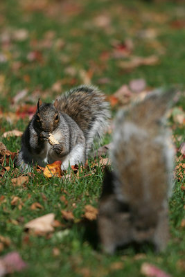 Ecureuil - squirrel More Pictures Here