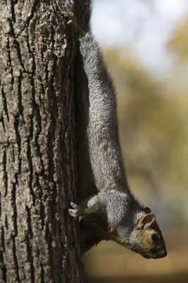 Ecureuil - squirrel