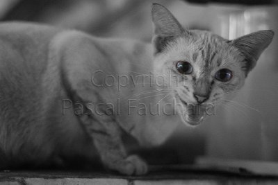 Chat bien Siamois - Thailande