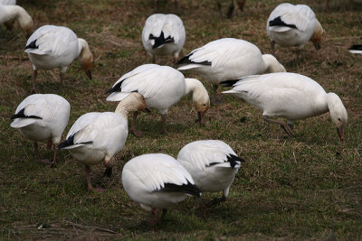 03_Goose_Oies Migratrices.jpg