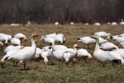 04_Goose_Oies Migratrices.jpg