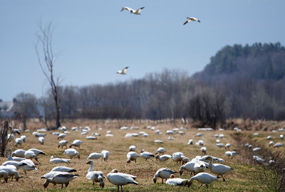 05_Goose_Oies Migratrices.jpg